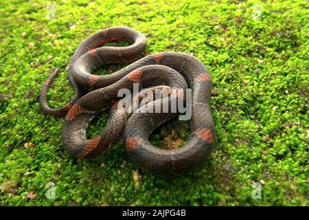 Barred Kukri Snake, Oligodon signatus è un serpente della famiglia kukri-fanged. Foto Stock