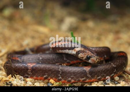 Barred Kukri Snake, Oligodon signatus è un serpente della famiglia kukri-fanged. Foto Stock