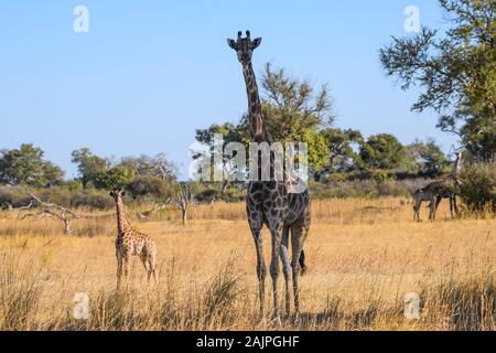 Giraffa meridionale, giraffa, madre e vitello, pianure del Bushman, Delta di Okavanago, Botswana Foto Stock