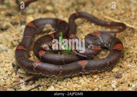 Barred Kukri Snake, Oligodon signatus è un serpente della famiglia kukri-fanged. Foto Stock