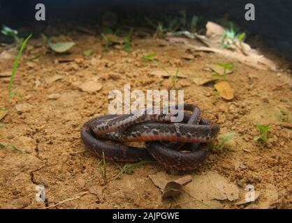 Barred Kukri Snake, Oligodon signatus è un serpente della famiglia kukri-fanged. Foto Stock
