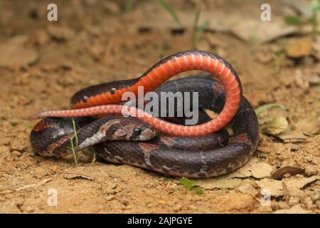 Barred Kukri Snake, Oligodon signatus è un serpente della famiglia kukri-fanged. Foto Stock