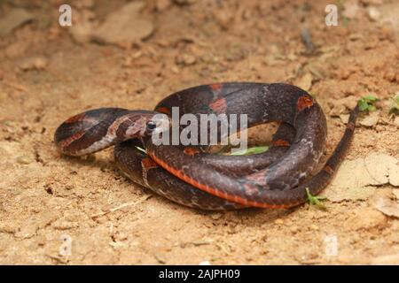 Barred Kukri Snake, Oligodon signatus è un serpente della famiglia kukri-fanged. Foto Stock