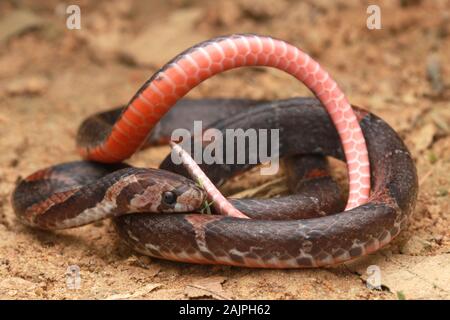 Barred Kukri Snake, Oligodon signatus è un serpente della famiglia kukri-fanged. Foto Stock
