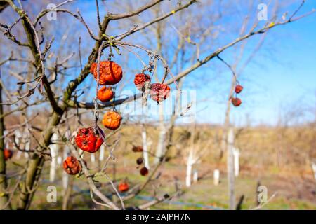 Apple a secco, cotogne frutta marcia sull'albero nel frutteto, alimenti biologici. Foto Stock