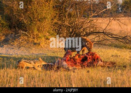Avvistato Hyena, Crocuta crocuta, e Jackal nero-backed, Canis mesomelas, ad un uccisione, Bushman Plains, Delta di Okavanago, Botswana Foto Stock