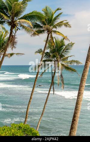 Su un Nuvoloso Tramonto sulla palma da cocco hill nella provincia occidentale di Mirissa, Sri Lanka Foto Stock