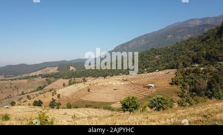 Thailandia del Nord del villaggio di fattoria terrazze in Baan pa bong piang Foto Stock