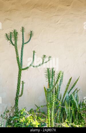 Green Cacii Against Plaster or Stucco Wall Foto Stock