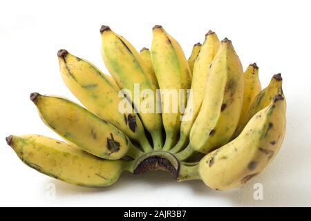 Pisang Awak Banana isolare lo sfondo bianco Foto Stock