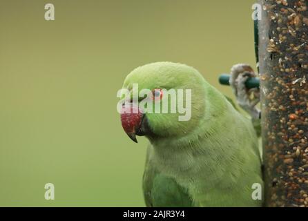 Un grazioso anello-cervice o rosa-inanellati parrocchetto alimentazione da un alimentatore di sementi. È IL REGNO UNITO più abbondanti naturalizzato parrot. Foto Stock