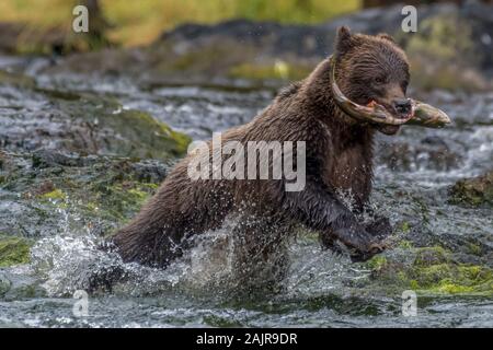 Coastal marrone (grizzly) Bear (Ursus arctos horribilis) in esecuzione attraverso un Southeastern Alaskan fiume con un salmone. Foto Stock