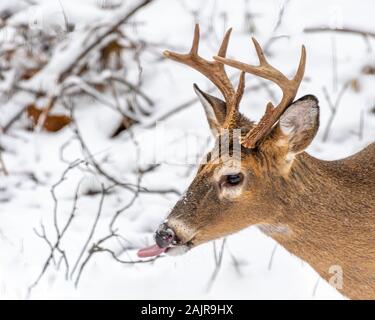 Un primo piano ritratto di un white-tailed deer (Odocoileus virginianus) buck con grandi corna con la lingua di fuori con la neve in background. Foto Stock