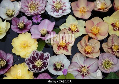 L'elleboro fiori galleggianti in acqua Foto Stock