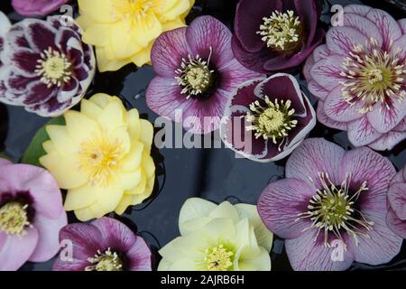 L'elleboro fiori galleggianti in acqua Foto Stock