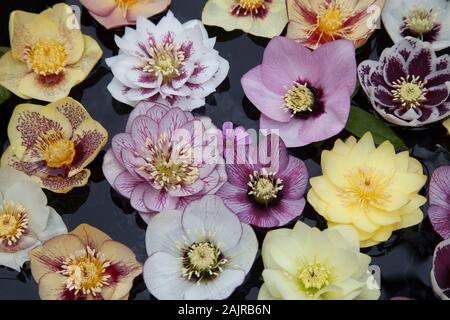 L'elleboro fiori galleggianti in acqua Foto Stock