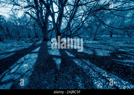 Faggio nana, foresta Sababurg Urwald, Hofgeismar, Weser Uplands, Weserbergland, Hesse, Germania Foto Stock