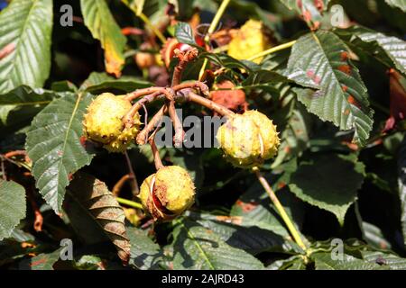 Conkers cresce su un albero Foto Stock
