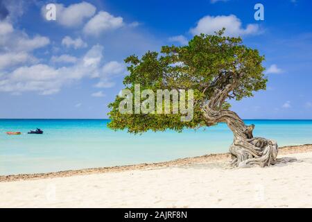 Aruba, Antille olandesi. Divi divi Tree sulla spiaggia. Foto Stock