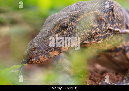 Asian monitor acqua Foto Stock