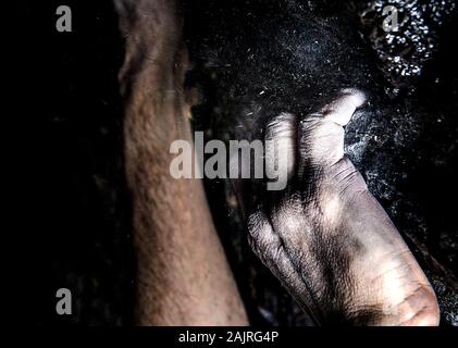 primo piano di mani e gesso per scalatore Foto Stock