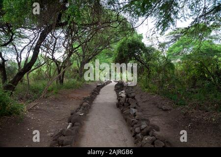 Percorso in Mzima Springs, scenario di un oasi in Kenya Foto Stock