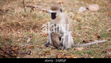 Scimmia con uno piccolo è seduto su un safari in Kenya Foto Stock