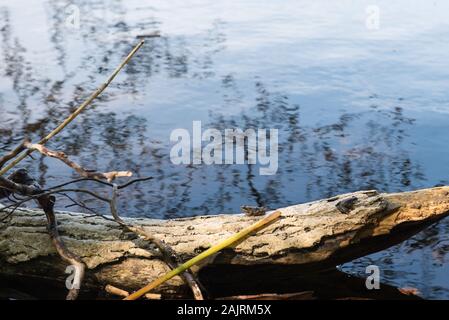 Rana su uno stelo a lago esrum in Fredensborg, Danimarca in un giorno di primavera Foto Stock