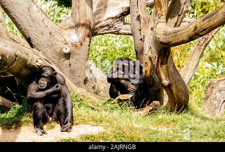 Due grandi Western scimpanzé, Pan troglodytes, nel loro habitat nel giardino zoologico di Dublino, Irlanda Foto Stock