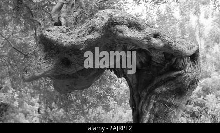 Vecchio olivo che assomiglia a una scultura Foto Stock