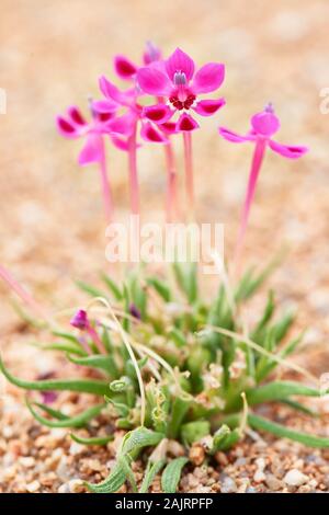 Pelargonium incrassatum (eventualmente) in Garies, Namaqualand Foto Stock