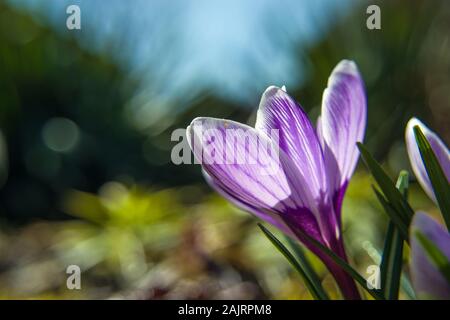 Bellezza viola fiore Crocus - Vista laterale nella giornata di sole Foto Stock