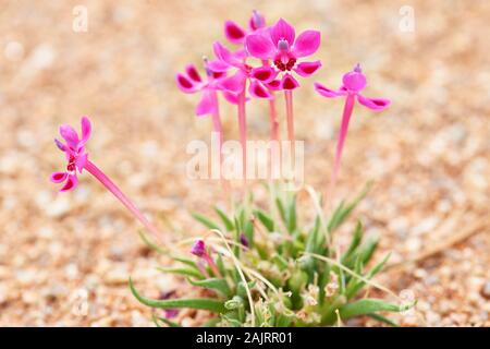 Pelargonium incrassatum (eventualmente) in Garies, Namaqualand Foto Stock