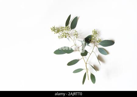 Verde Eucalipto populus ramo con foglie e bacche isolato sul tavolo bianco sullo sfondo. Composizione floreale. Verde moderno stile femminile stock Foto Stock