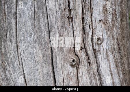 Tronco di albero Sfondo legno, texture. Secchi, morto di colore grigio moncone di legno, primo piano Foto Stock