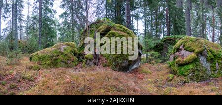 Foresta sempreverde in inverno con grandi coperte di muschio di massi Foto Stock