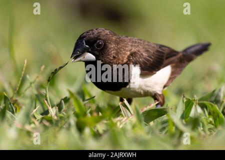 Il bianco-rumped munia o bianco-rumped mannikin (Lonchura striata), talvolta chiamato finch striato Foto Stock