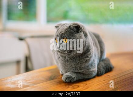 Carino e bel gatto. Questo è British Shorthair o Scottish Fold gatto grigio. Foto Stock