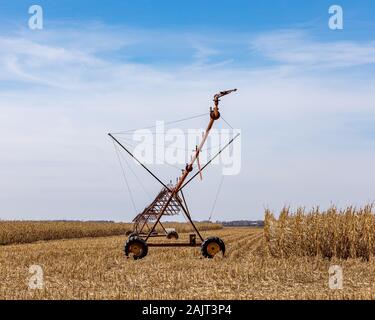 Vecchio arrugginito perno centrale di un sistema di irrigazione in cornfield con piedi di stocchi di mais pronto per il raccolto su ciascun lato Foto Stock