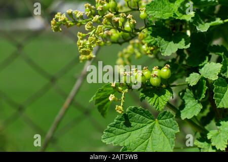 Verde ribes immaturo su una boccola nel giardino. Foto Stock