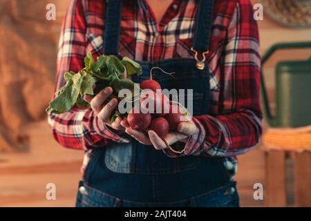 L'agricoltore femmina holding mazzetto di raccolte di ravanelli, close up delle mani, il fuoco selettivo Foto Stock