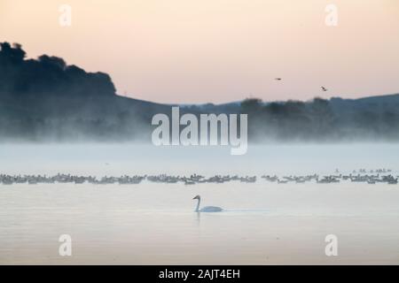 Whooper swan (Cygnus cygnus) nuoto passato un gruppo di rosa footed oche (Anser brachyrhynchus) con una nebbiosa loch in background. Foto Stock