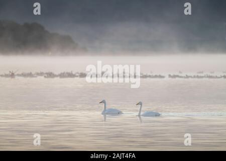 Due cigni whooper (Cygnus cygnus) nuoto passato un gruppo di rosa footed oche (Anser brachyrhynchus) con una nebbiosa loch in background. Foto Stock