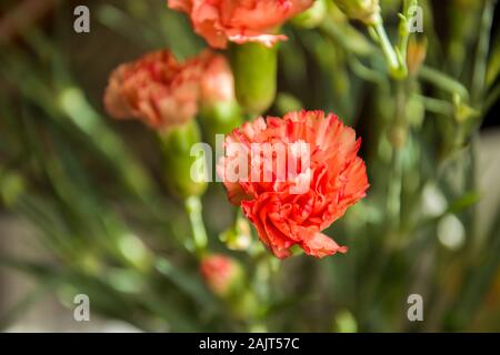 Fiori di garofano Foto Stock