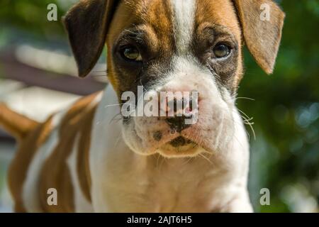 Close up di un cane boxer cucciolo con macchie sul naso Foto Stock