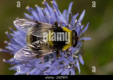 Volucella femmina bomylans (un hoverfly bumblebee-mimare) Foto Stock