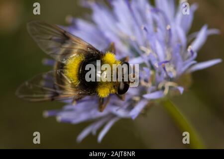 Volucella femmina bomylans (un hoverfly bumblebee-mimare) Foto Stock