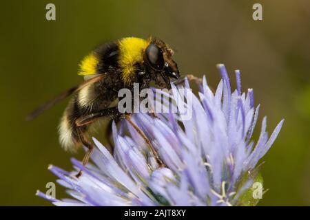 Volucella femmina bomylans (un hoverfly bumblebee-mimare) Foto Stock