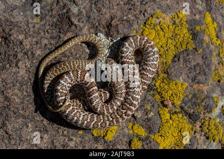 Un bambino Est a becco giallo Racer (Coluber constrictor flaviventris) da Jefferson county, Colorado, Stati Uniti d'America. Foto Stock