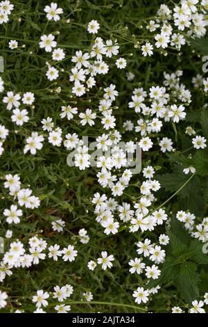 Grande gruppo di fiori Di Stitchwort Maggiore (Stellaria hostea) Foto Stock